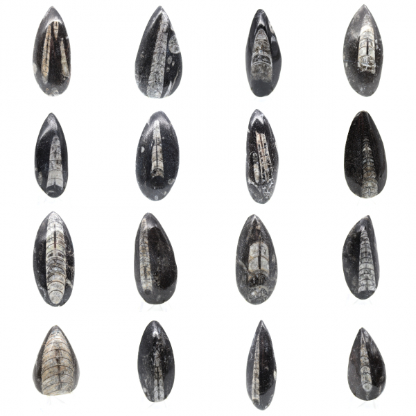 Ortoceras fósiles de Marruecos