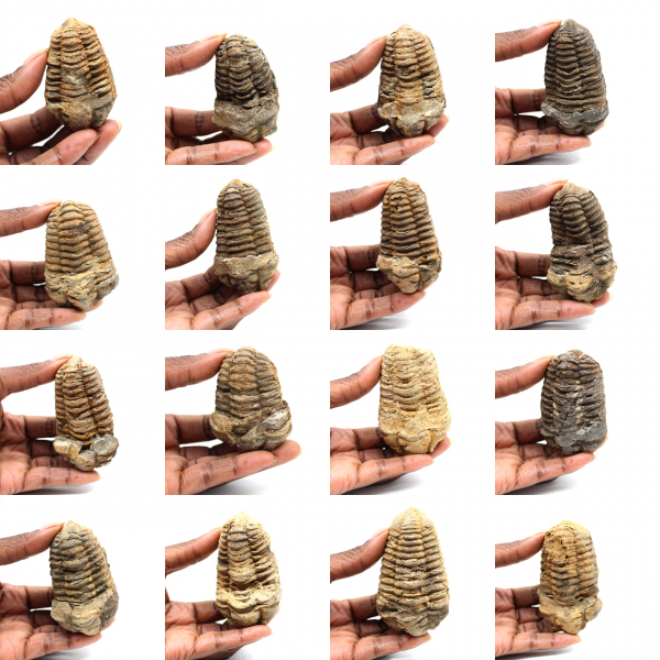 Trilobite fósil
