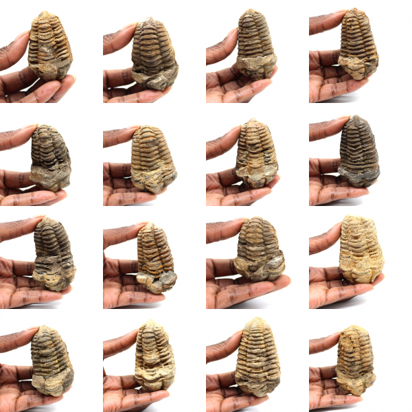 Trilobite fósil