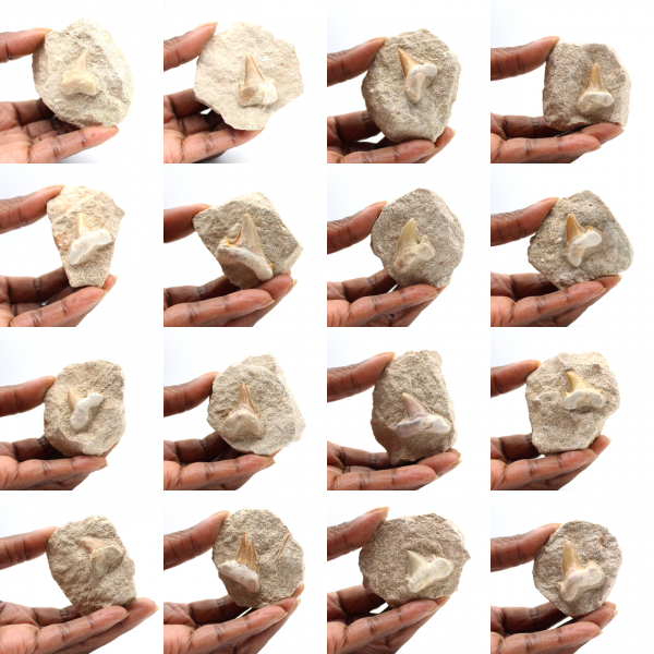 Diente fósil de Otodus