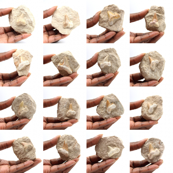 Diente fósil de Otodus