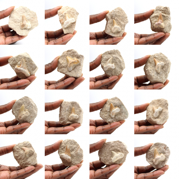 Diente fósil de Otodus