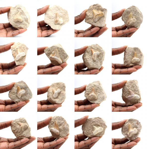 Diente fósil de Otodus