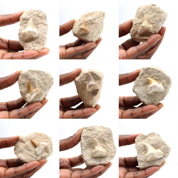 Diente fósil de Otodus de Marruecos