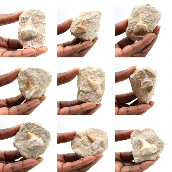 Diente fósil de Otodus de Marruecos