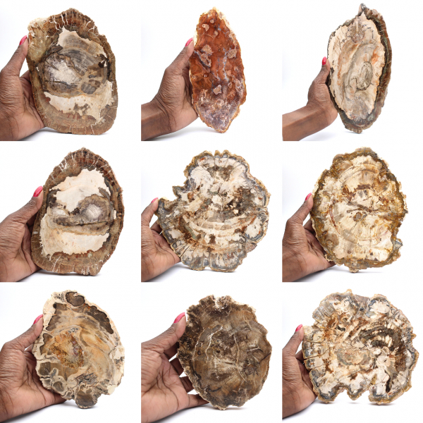 Rebanada de madera petrificada pulida, pequeño adorno fósil, Madagascar