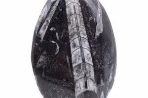 Ortoceras