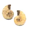 Amonita fósil de doble corte y pulido. - 0