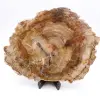 Rebanada de madera fósil - 0