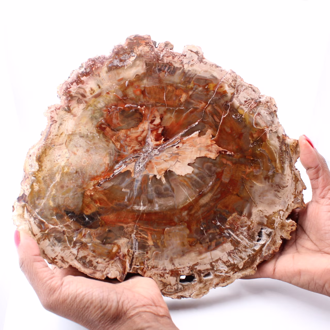 Rebanada de madera fósil petrificada