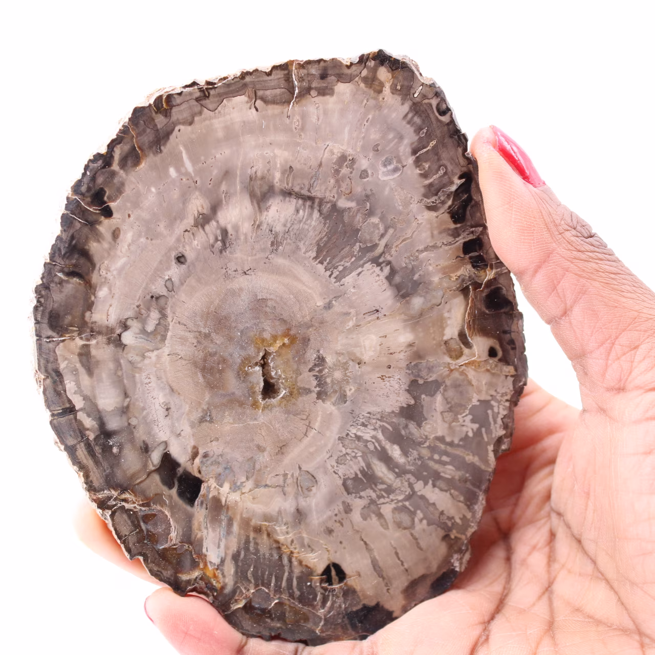 Rebanada de madera fósil petrificada