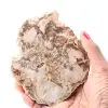 Rebanada de madera fósil petrificada - 0