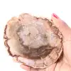 Rebanada de madera fósil petrificada - 0
