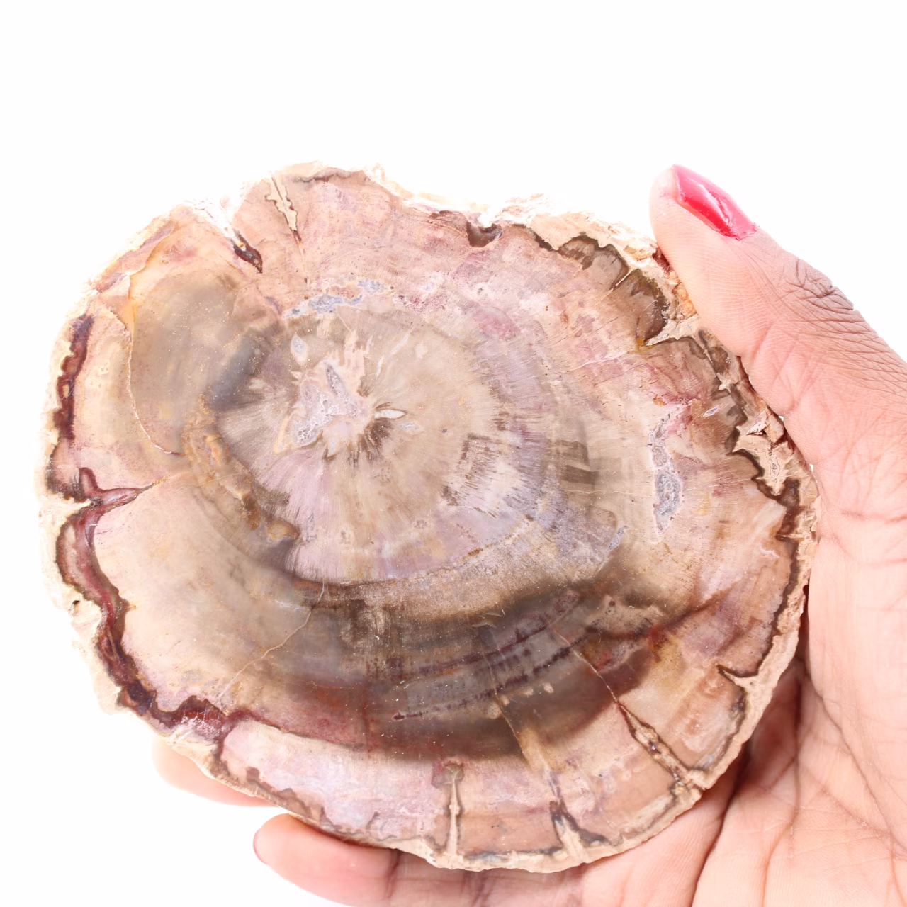 Rebanada de madera fósil petrificada
