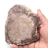 Rebanada de madera fósil petrificada - 0