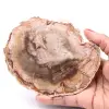 Rebanada de madera fósil petrificada - 0