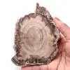 Rebanada de madera fósil petrificada - 0