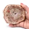 Rebanada de madera fósil petrificada - 0