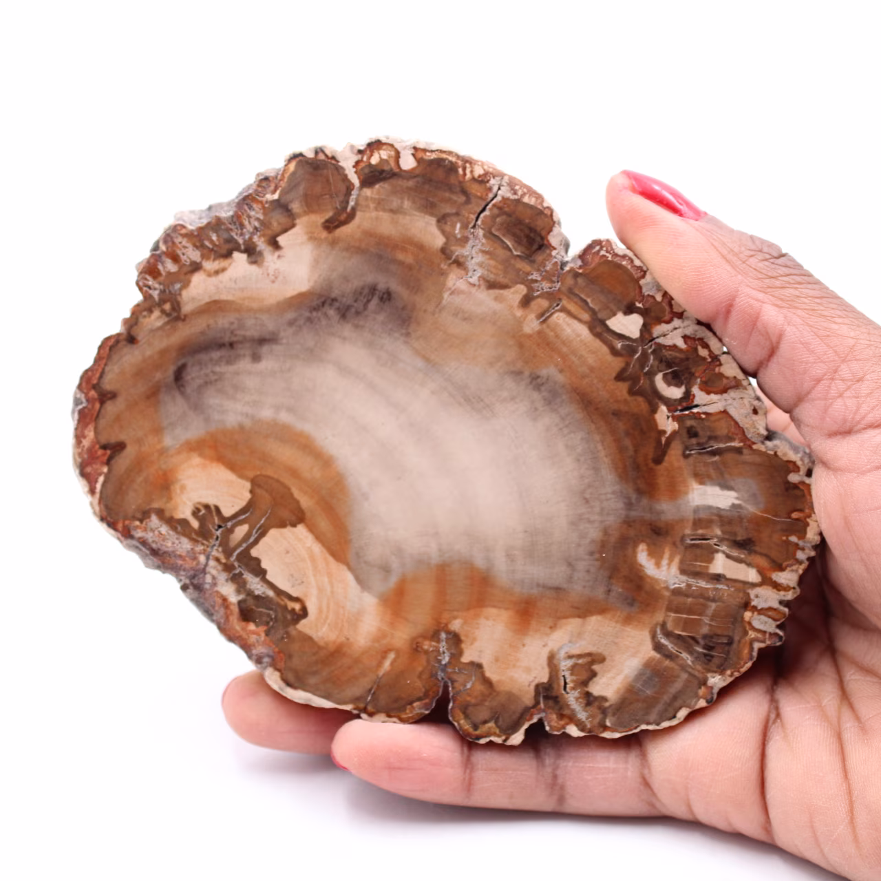 Rebanada de madera fósil petrificada