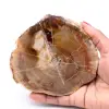 Rebanada de madera fósil petrificada - 0