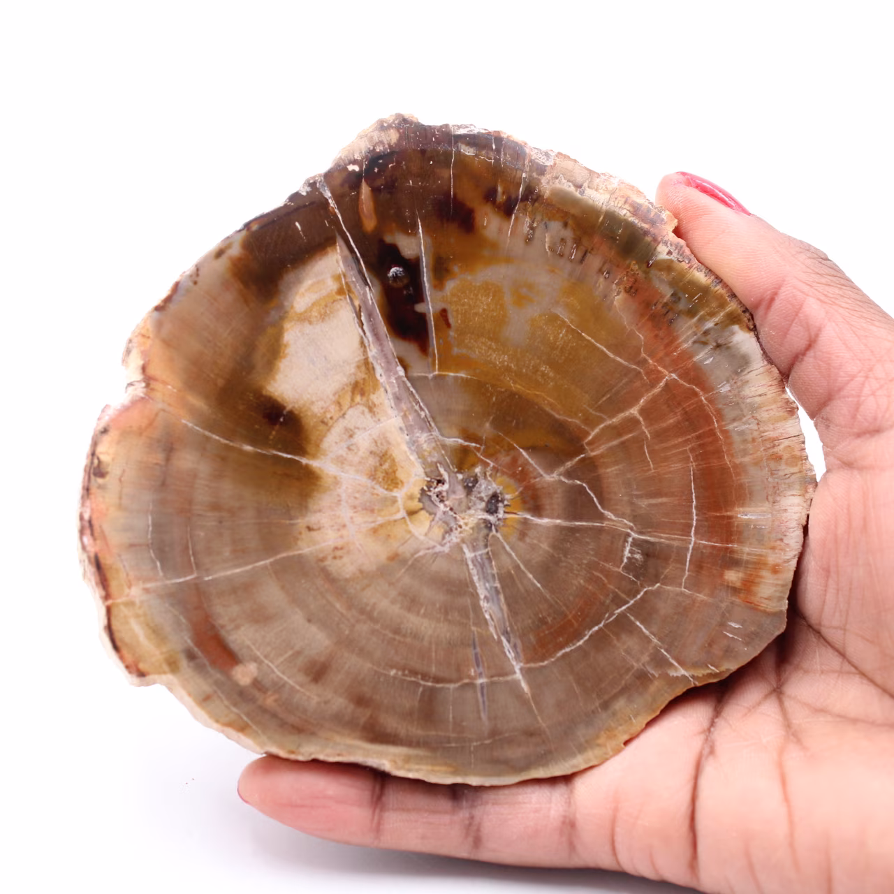 Rebanada de madera fósil petrificada