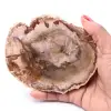 Rebanada de madera fósil petrificada - 0