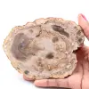 Rebanada de madera fósil petrificada - 0