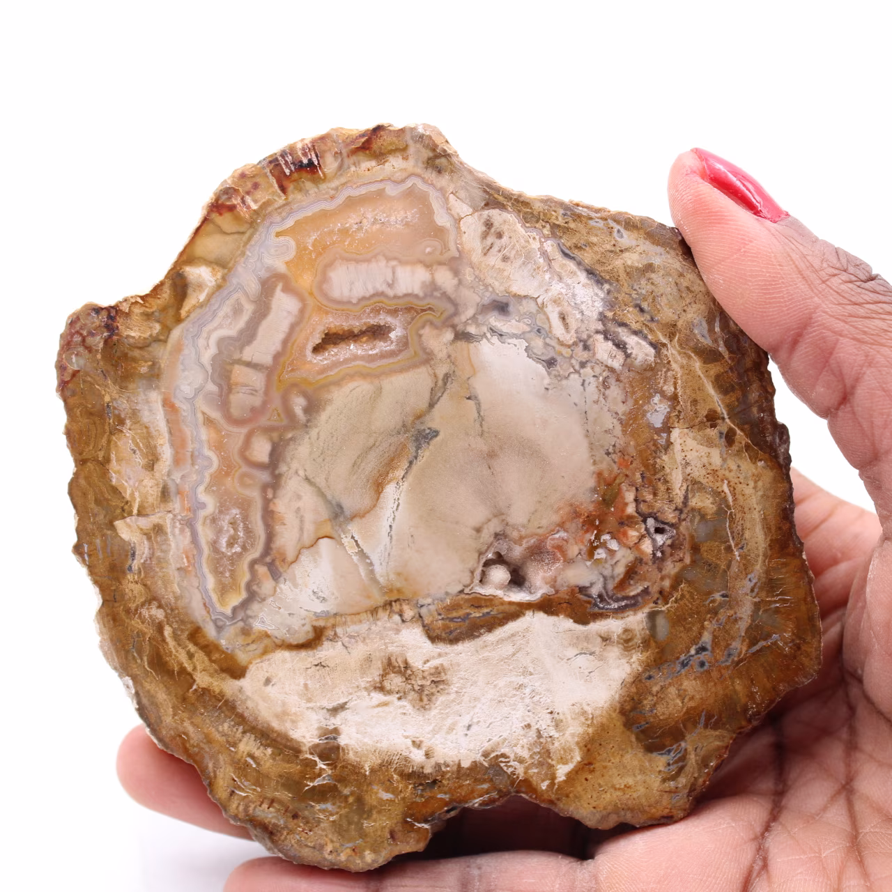 Rebanada de madera fósil petrificada
