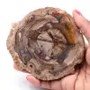 Rebanada de madera fósil petrificada - 0