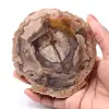 Rebanada de madera fósil petrificada - 0