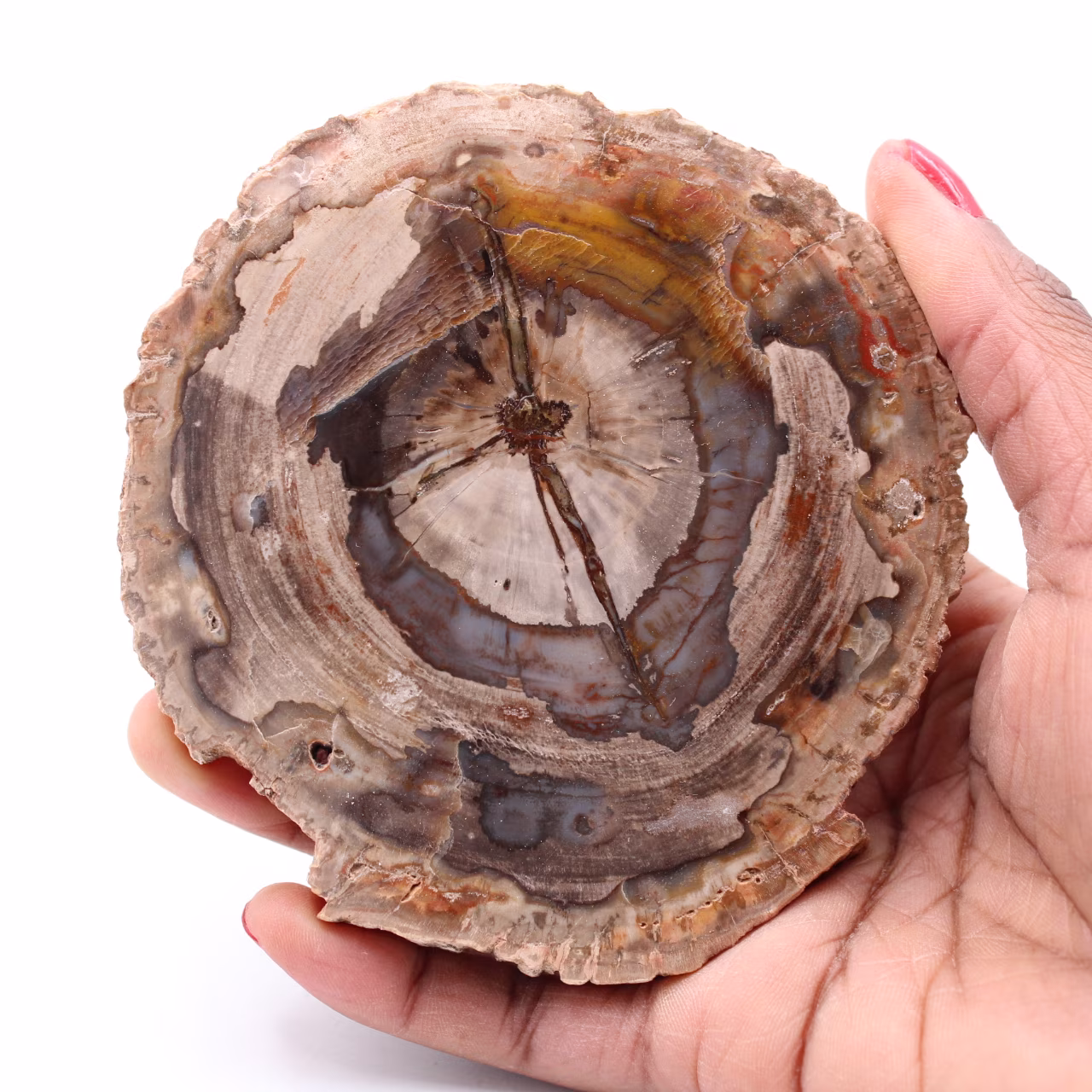 Rebanada de madera fósil petrificada