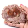 Rebanada de madera fósil petrificada - 0