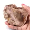 Rebanada de madera fósil petrificada - 0