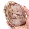 Rebanada de madera fósil petrificada - 0