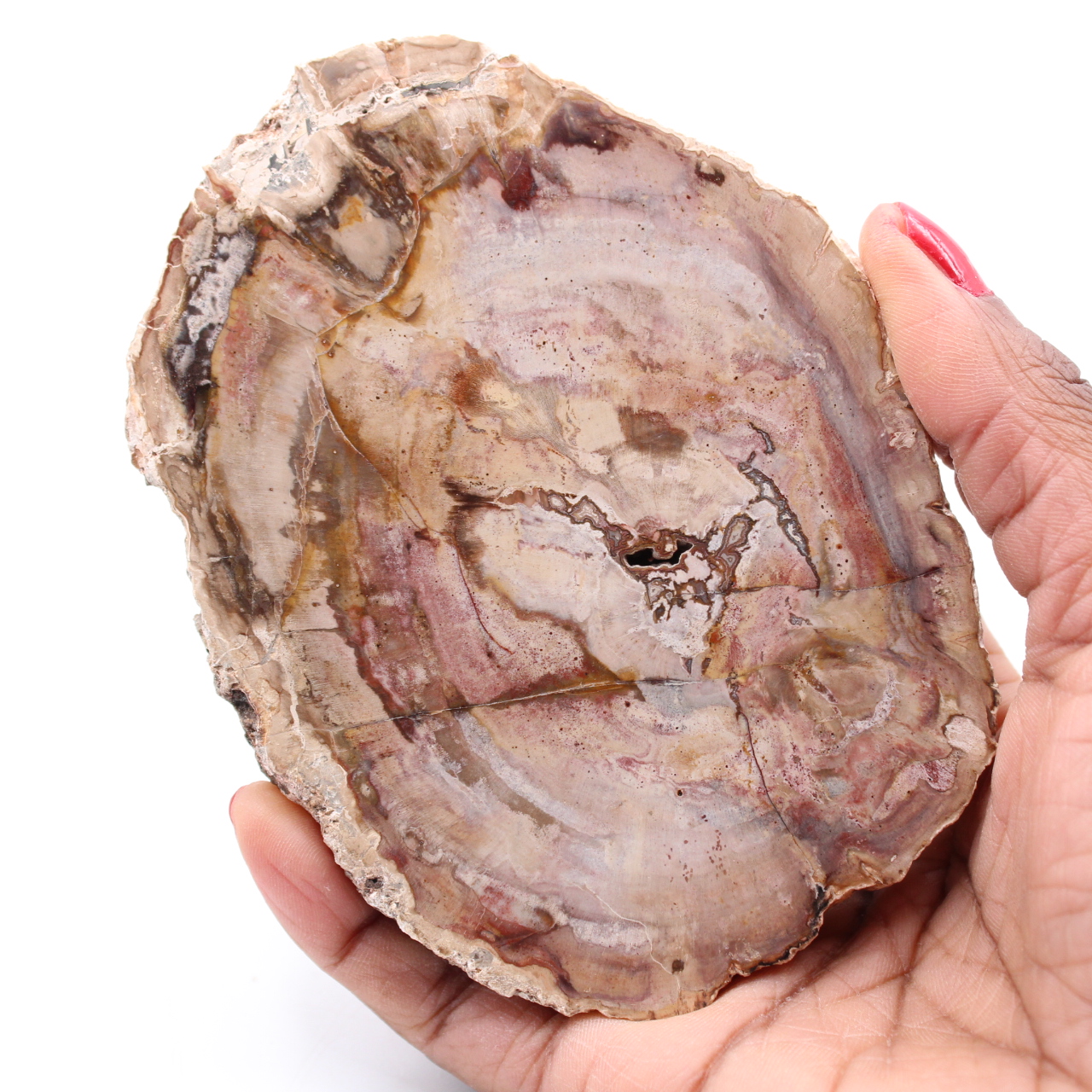 Rebanada de madera fósil petrificada