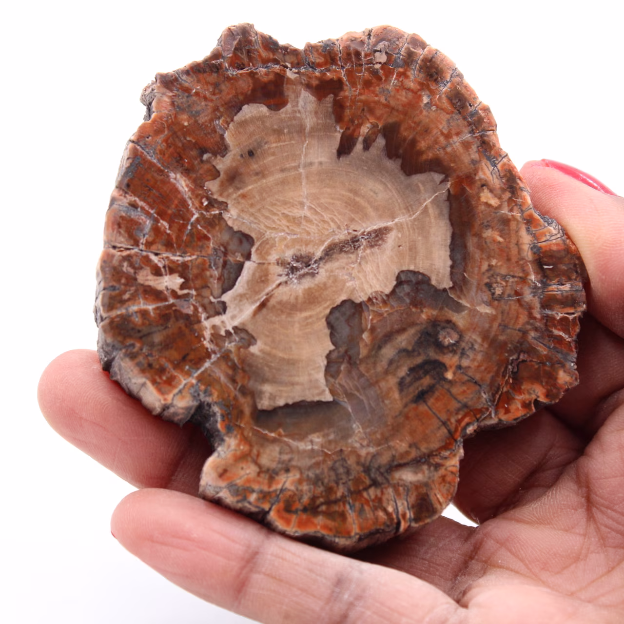 Rebanada de madera fósil petrificada