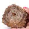Rebanada de madera fósil petrificada - 0