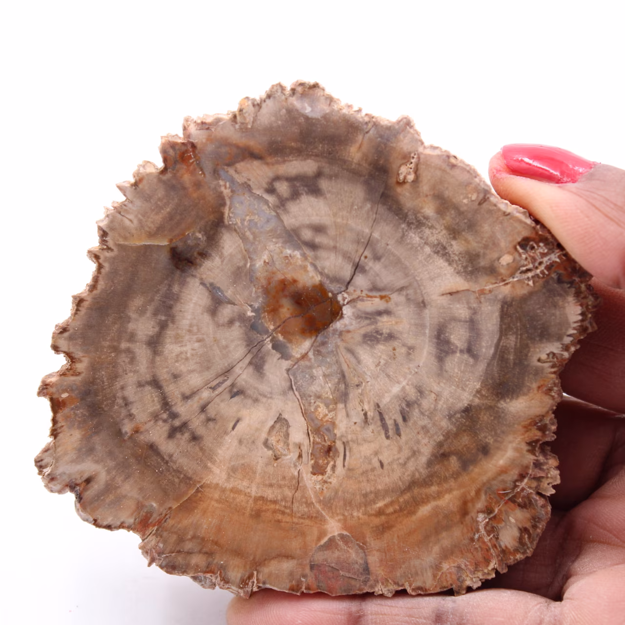 Rebanada de madera fósil petrificada
