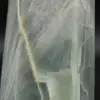 Prisma de garnierita de Madagascar - 5