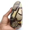 Septaria pulida - 0