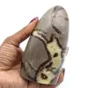 Septaria pulida - 0