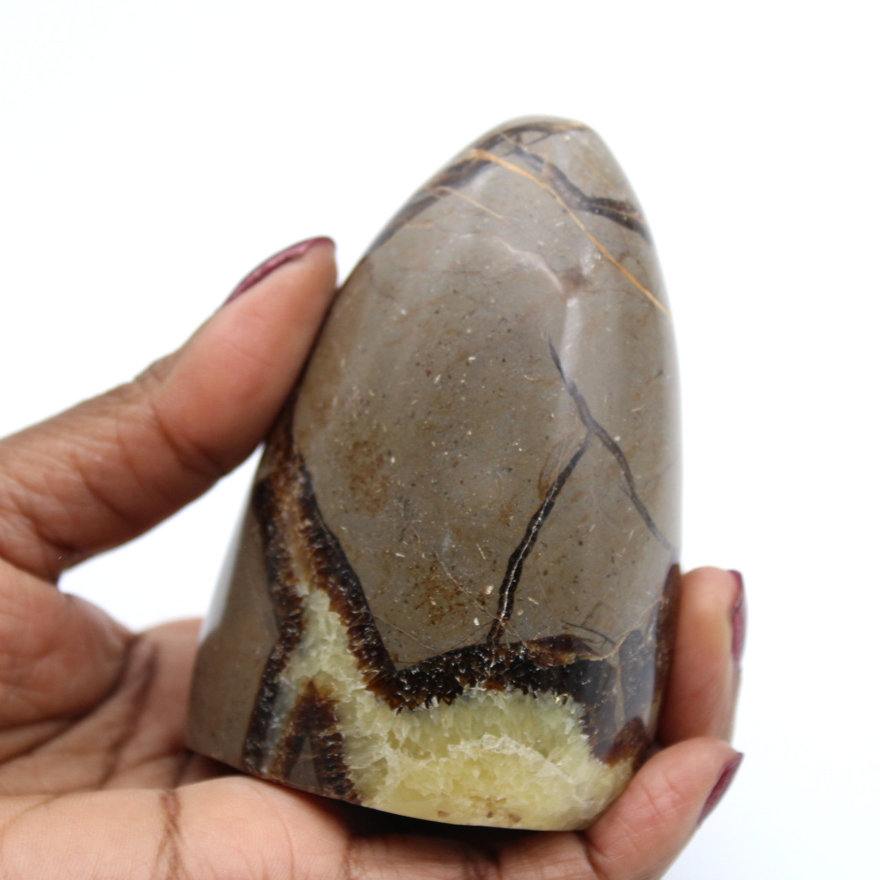Septaria pulida