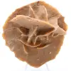 Rosa del desierto - 0