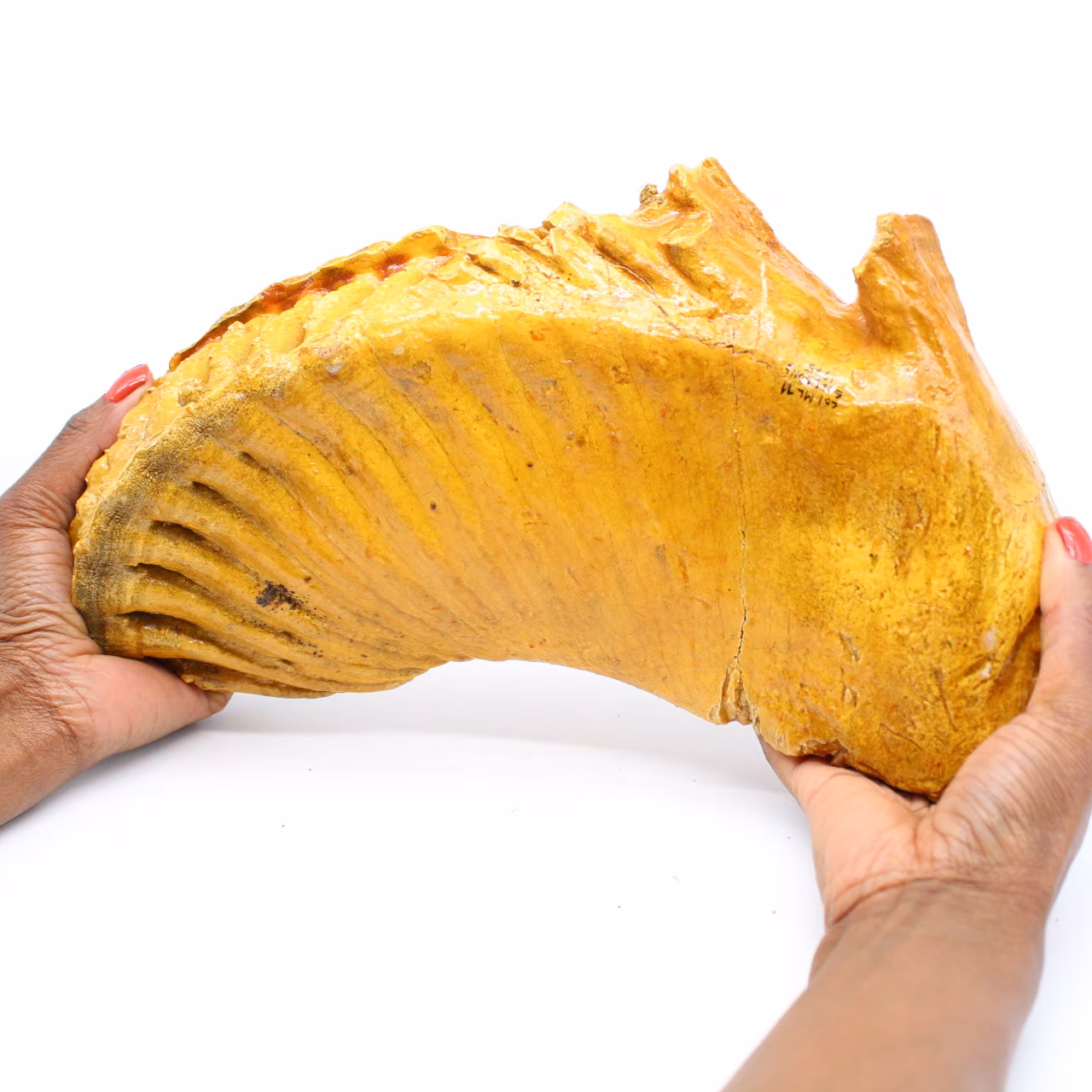 Molar de mamut