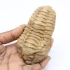 Fósil de trilobites - 0