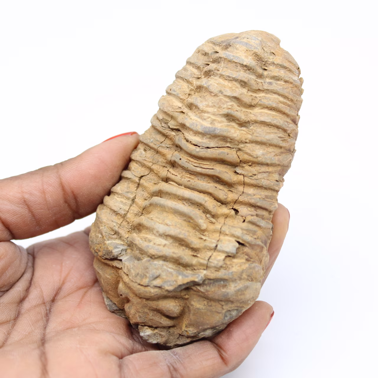 Fósil de trilobites