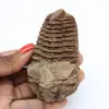 Trilobite fósil de Marruecos - 0
