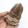 Fosilización de trilobites - 0