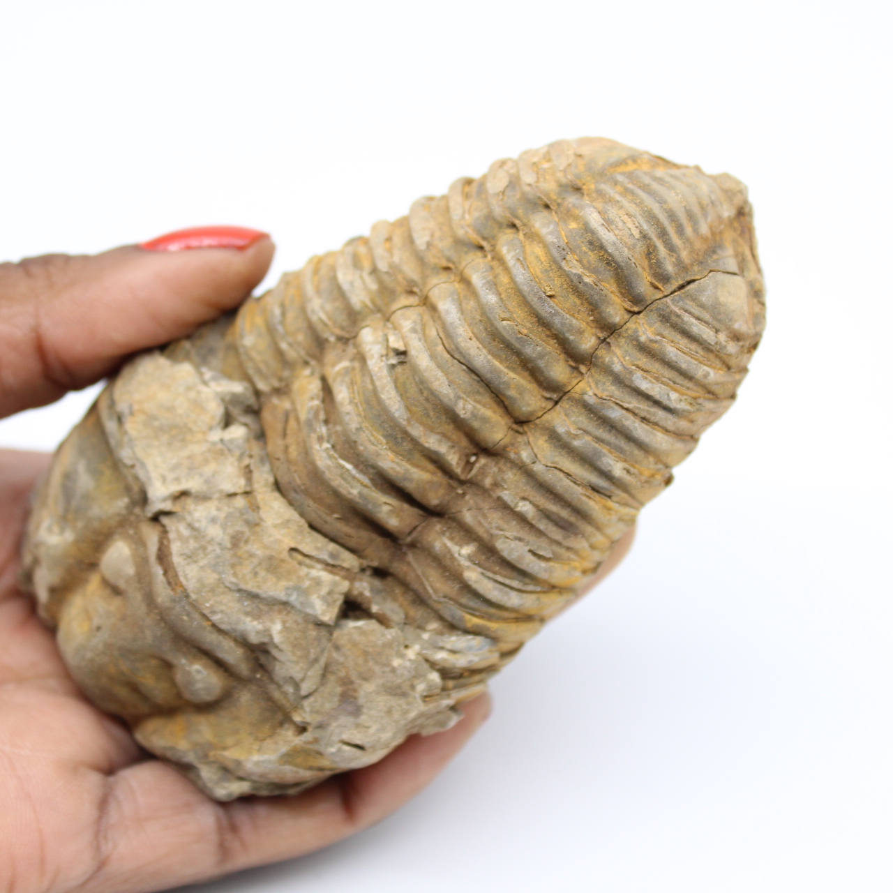 Trilobite fósil de Marruecos