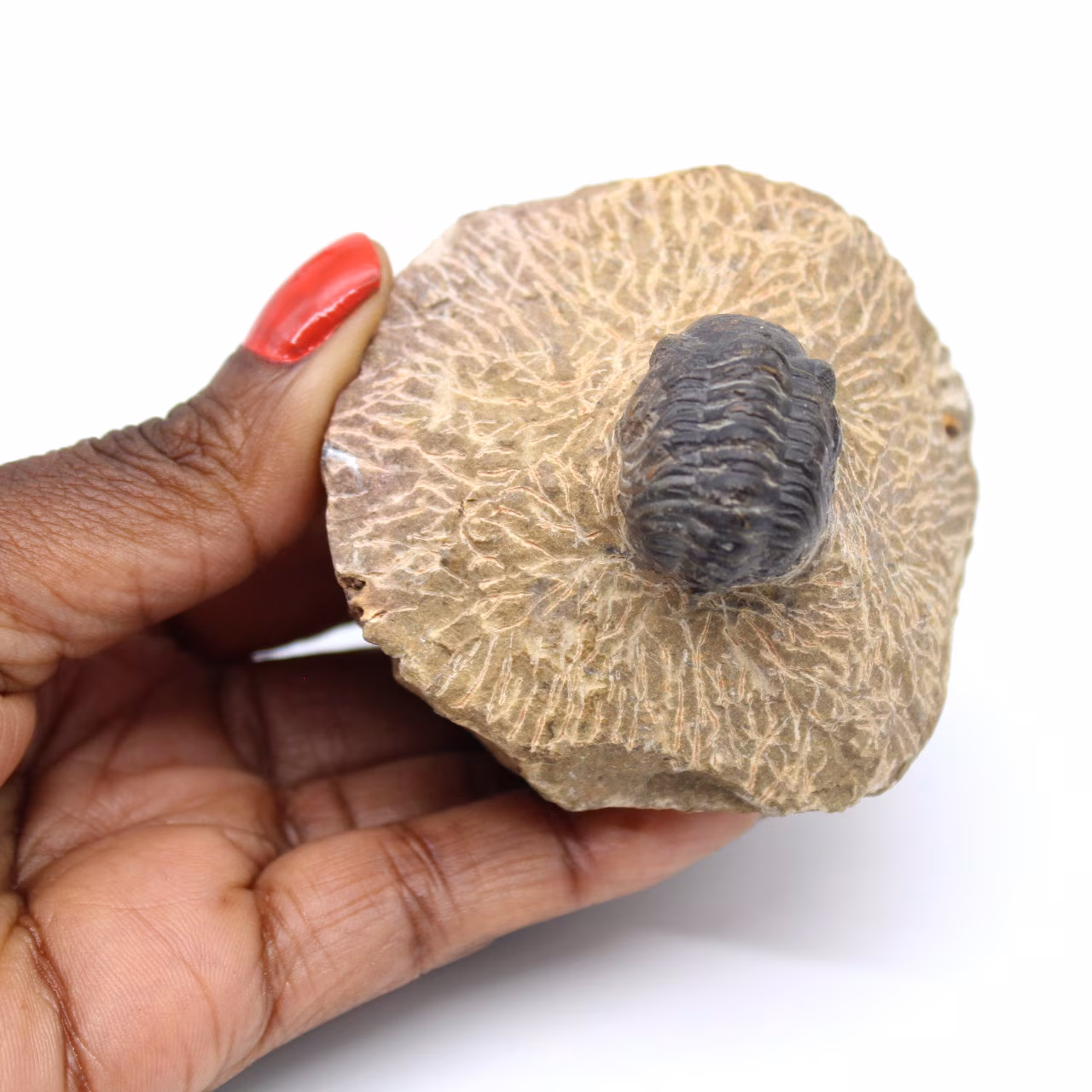 Trilobite en matriz de Marruecos